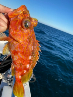 アヤメカサゴの釣果