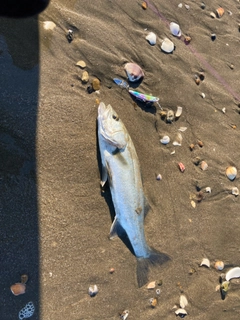 セイゴ（マルスズキ）の釣果