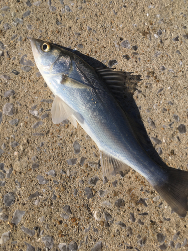 セイゴ（マルスズキ）の釣果