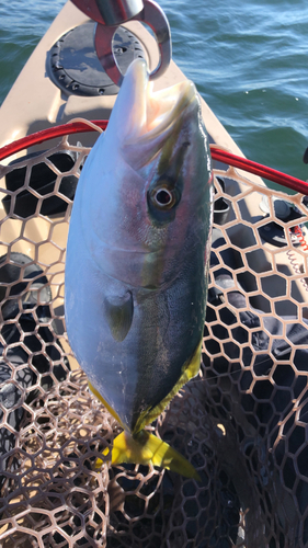 イナダの釣果