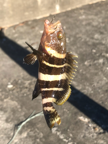 アオハタの釣果