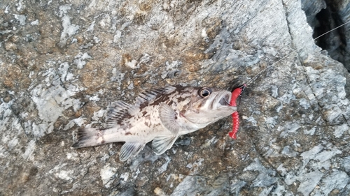 クロソイの釣果