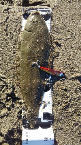 シタビラメの釣果