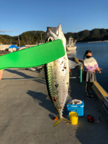 サバの釣果