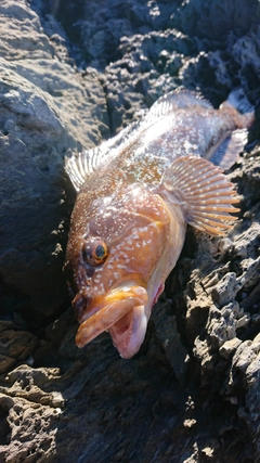 アイナメの釣果