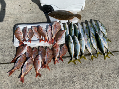 ヒラメの釣果