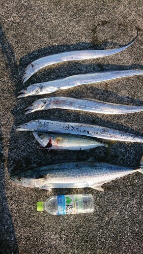 タチウオの釣果