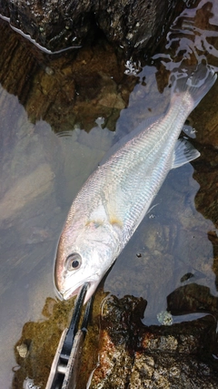 イシモチの釣果