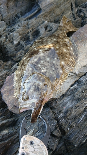 ソゲの釣果