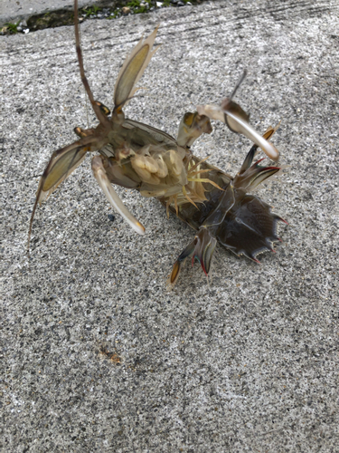 シャコエビの釣果