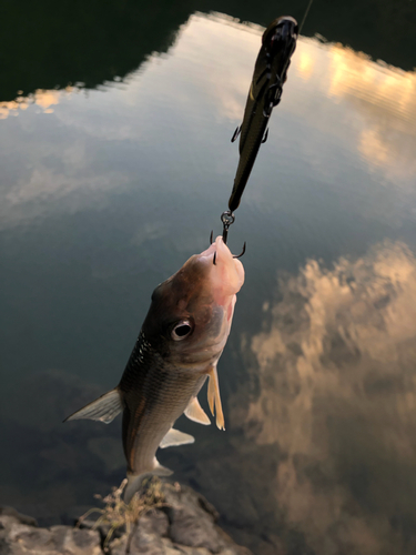 ニゴイの釣果