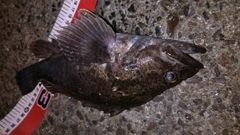タケノコメバルの釣果