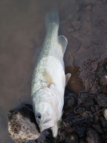 ラージマウスバスの釣果