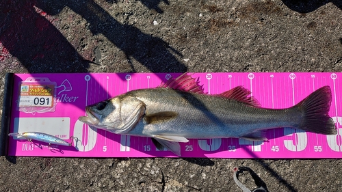 シーバスの釣果