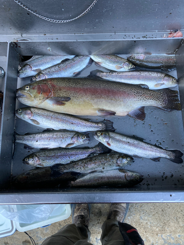 ニジマスの釣果