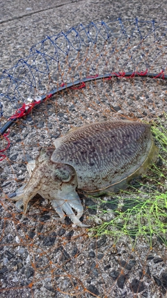 コウイカの釣果