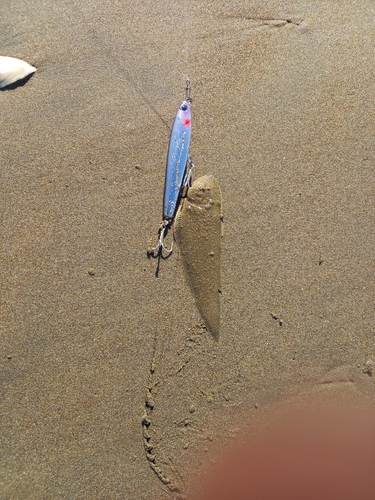 シタビラメの釣果