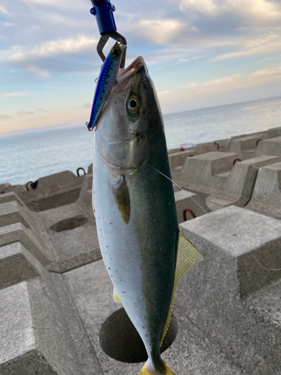 うんちブリブリぼんばー！ さんの 2021年11月13日のハマチの釣り・釣果情報(徳島県 - 旧吉野川河口) - アングラーズ |  釣果600万件の魚釣り情報サイト