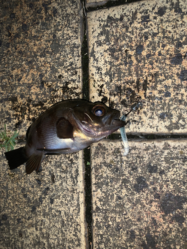 アカメバルの釣果