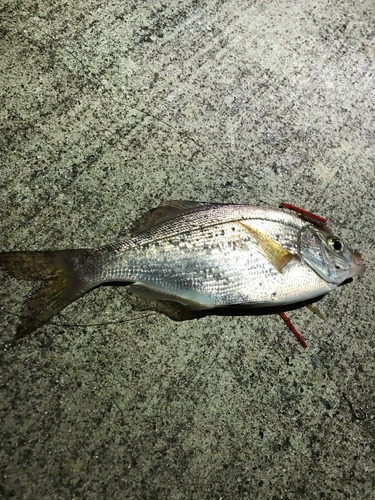 タナゴの釣果