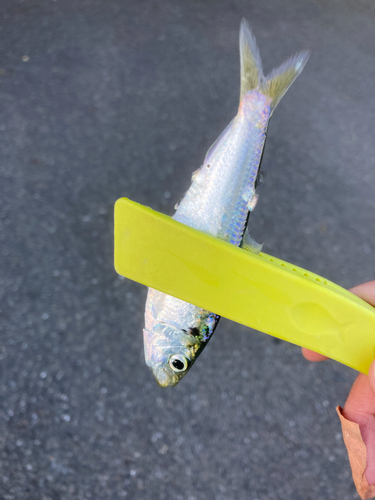 サッパの釣果