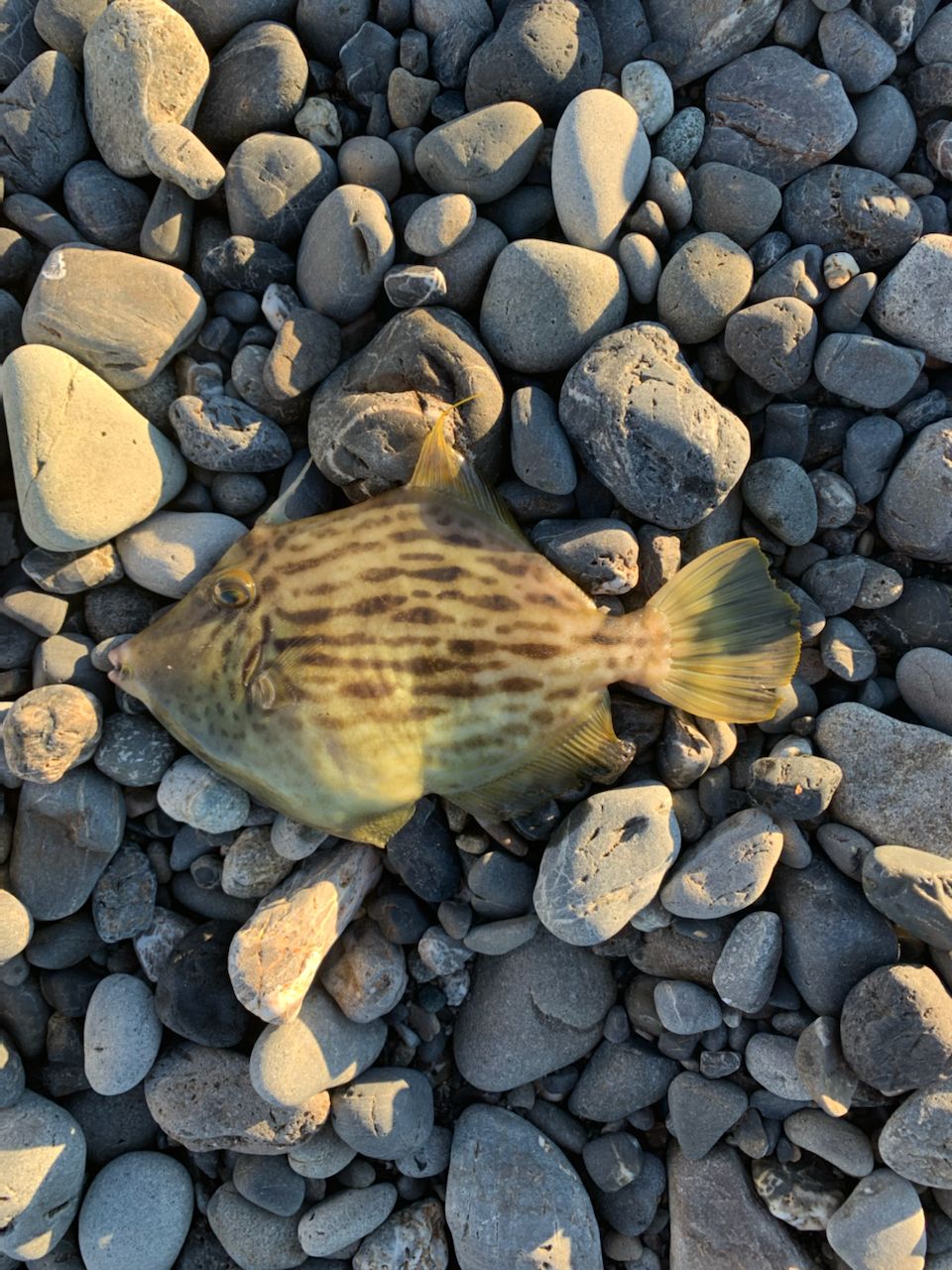 カワハギ