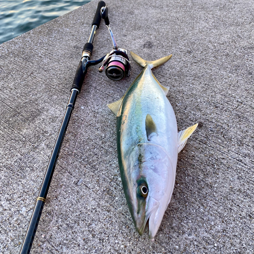 ハマチの釣果