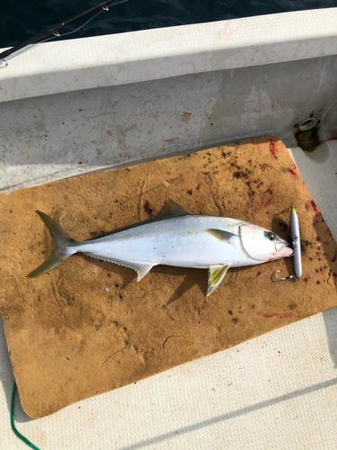 ヒラマサの釣果