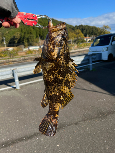 タケノコメバルの釣果