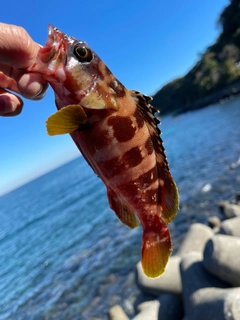 アカハタの釣果