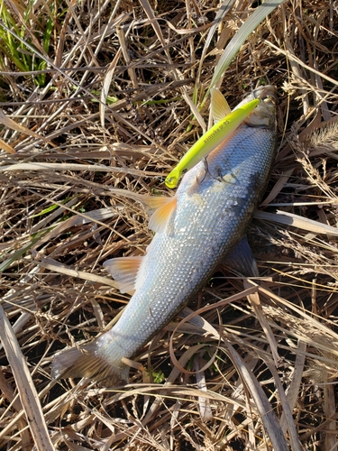 ウグイの釣果