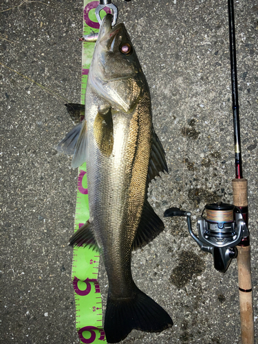 スズキの釣果