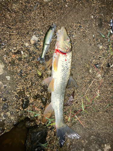 ニゴイの釣果