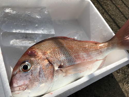 マダイの釣果