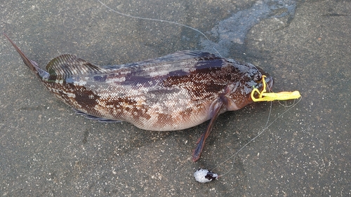 アイナメの釣果