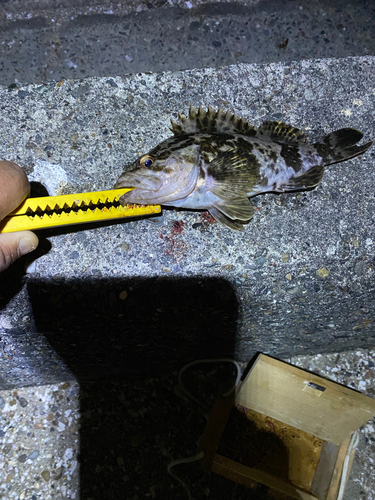 タケノコメバルの釣果