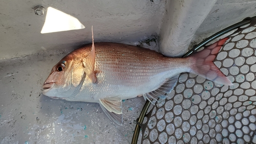 マダイの釣果