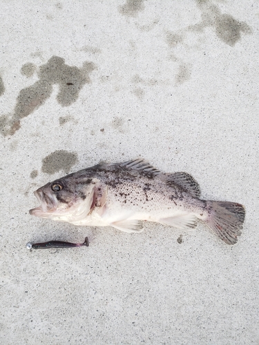 クロソイの釣果