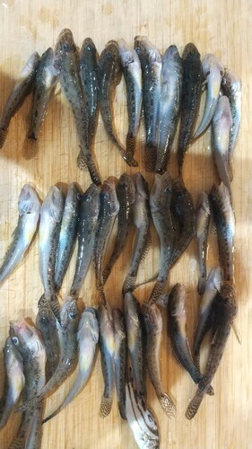 ハゼの釣果