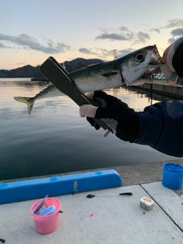 サバの釣果