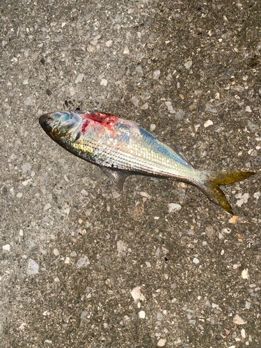 コノシロの釣果