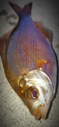 ウミタナゴの釣果