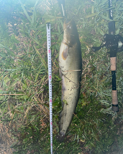 ナマズの釣果