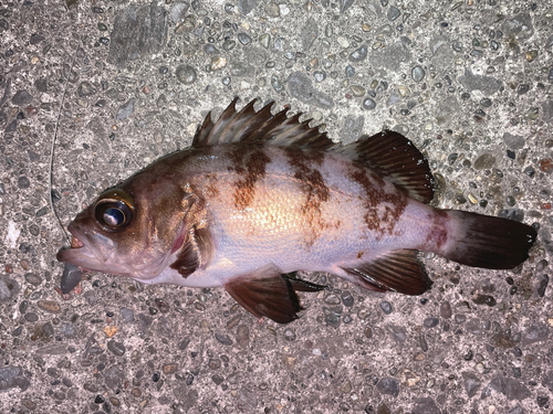 メバルの釣果