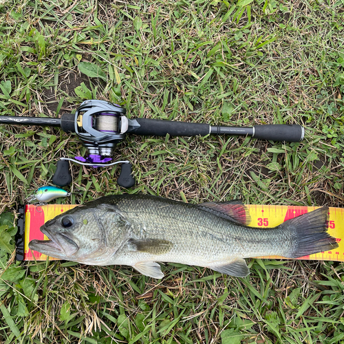 ブラックバスの釣果