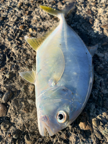 メッキの釣果