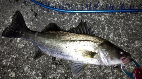 シーバスの釣果