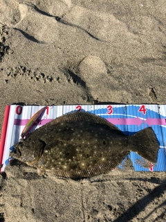 ヒラメの釣果