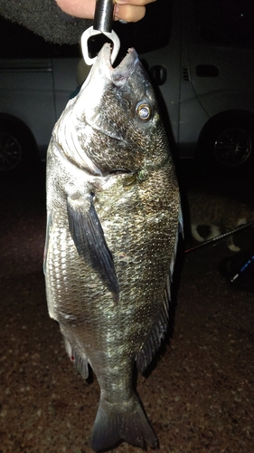 クロダイの釣果