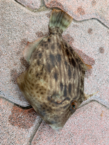 カワハギの釣果